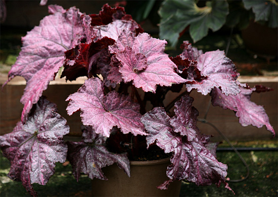 B. Uzumurasaki